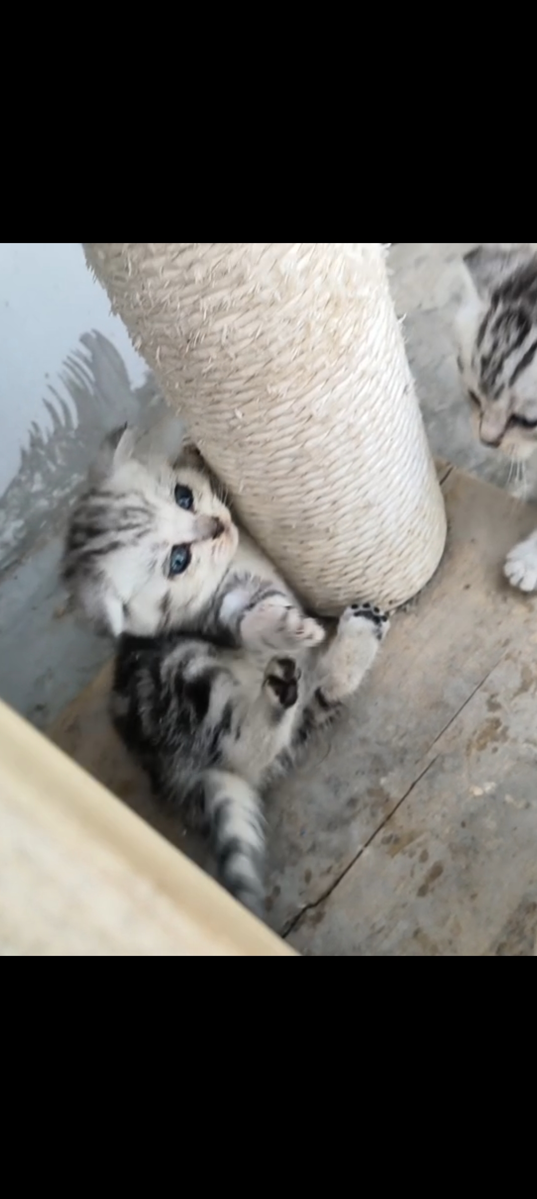 美短虎斑猫猫，纹路清晰，萌萌可爱